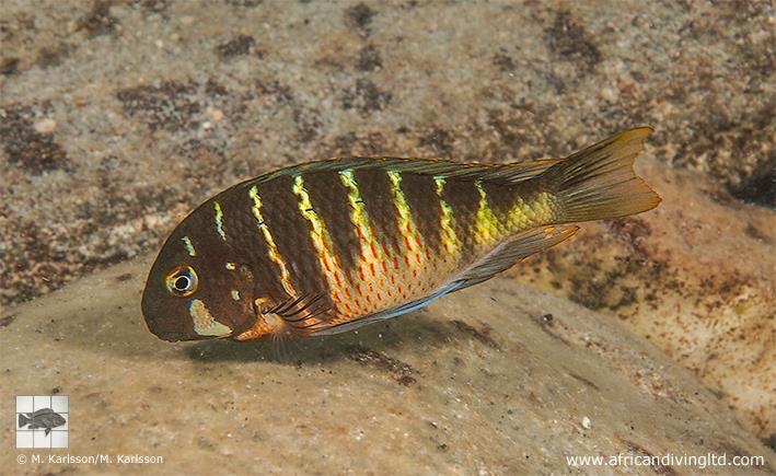 Tropheus 'Zadeni' at Mabilibili Bay (Tropheus sp. 'kirschfleck' x Tropheus sp. 'limespot')
